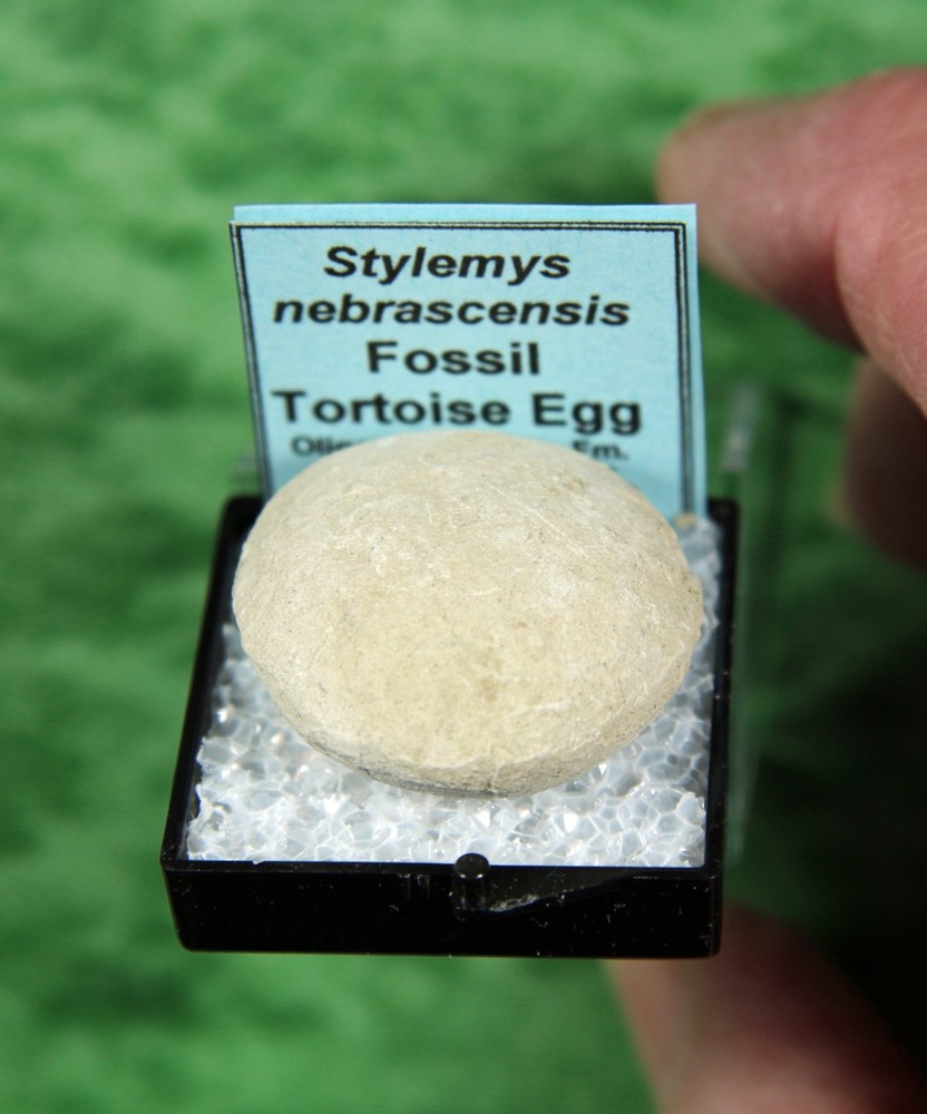 Stylemys nebrascensis - Nice Tortoise Egg