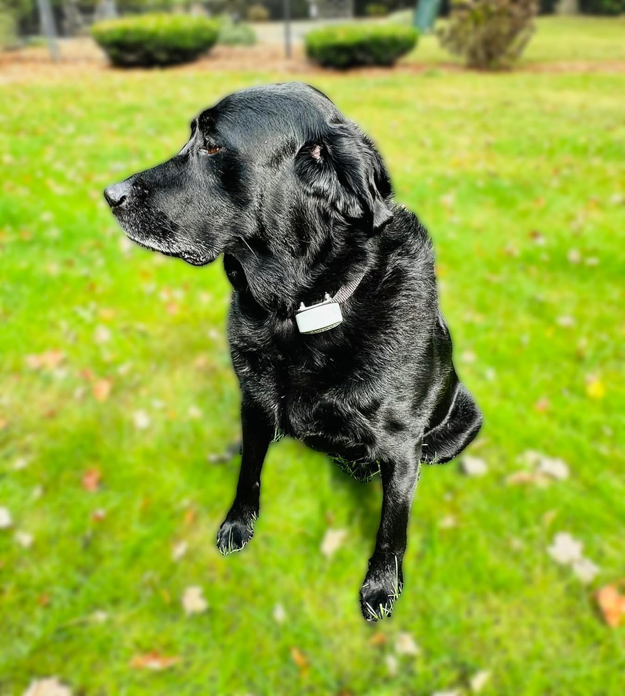 6V Battery for Pet Stop Collars