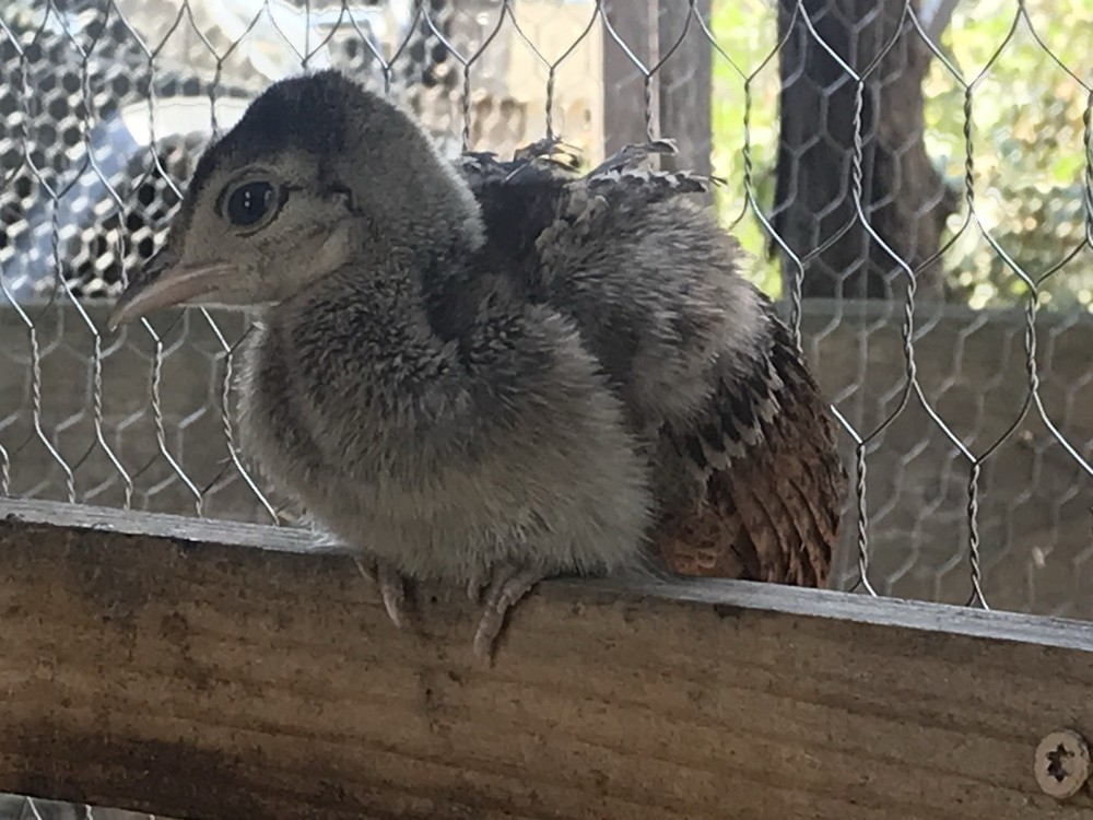 3 Java Green Purple Spaulding hatching eggs.