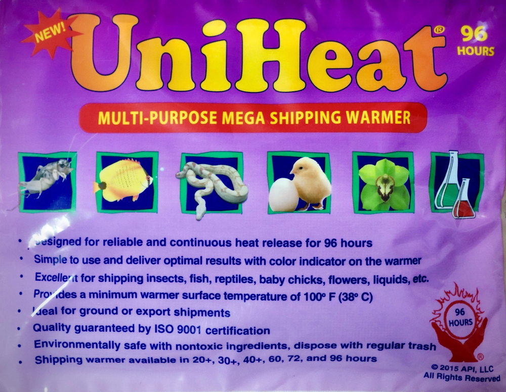 Chrysalidocarpus / Dypsis pembana Clustering Palm Tree