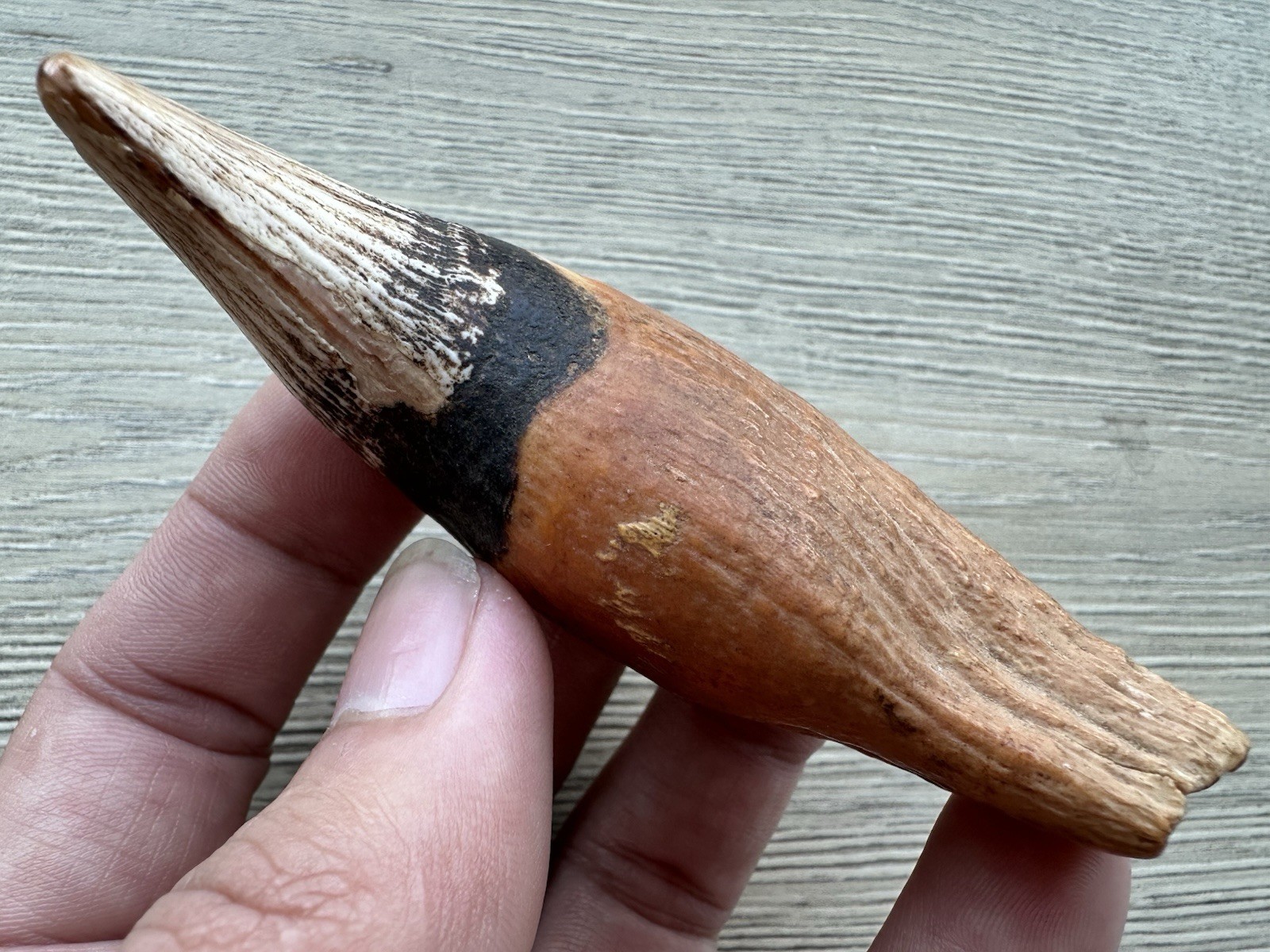 3.8” Ursus Spelaeus 25,000 Years Old Cave Bear Tooth Perfect Condition