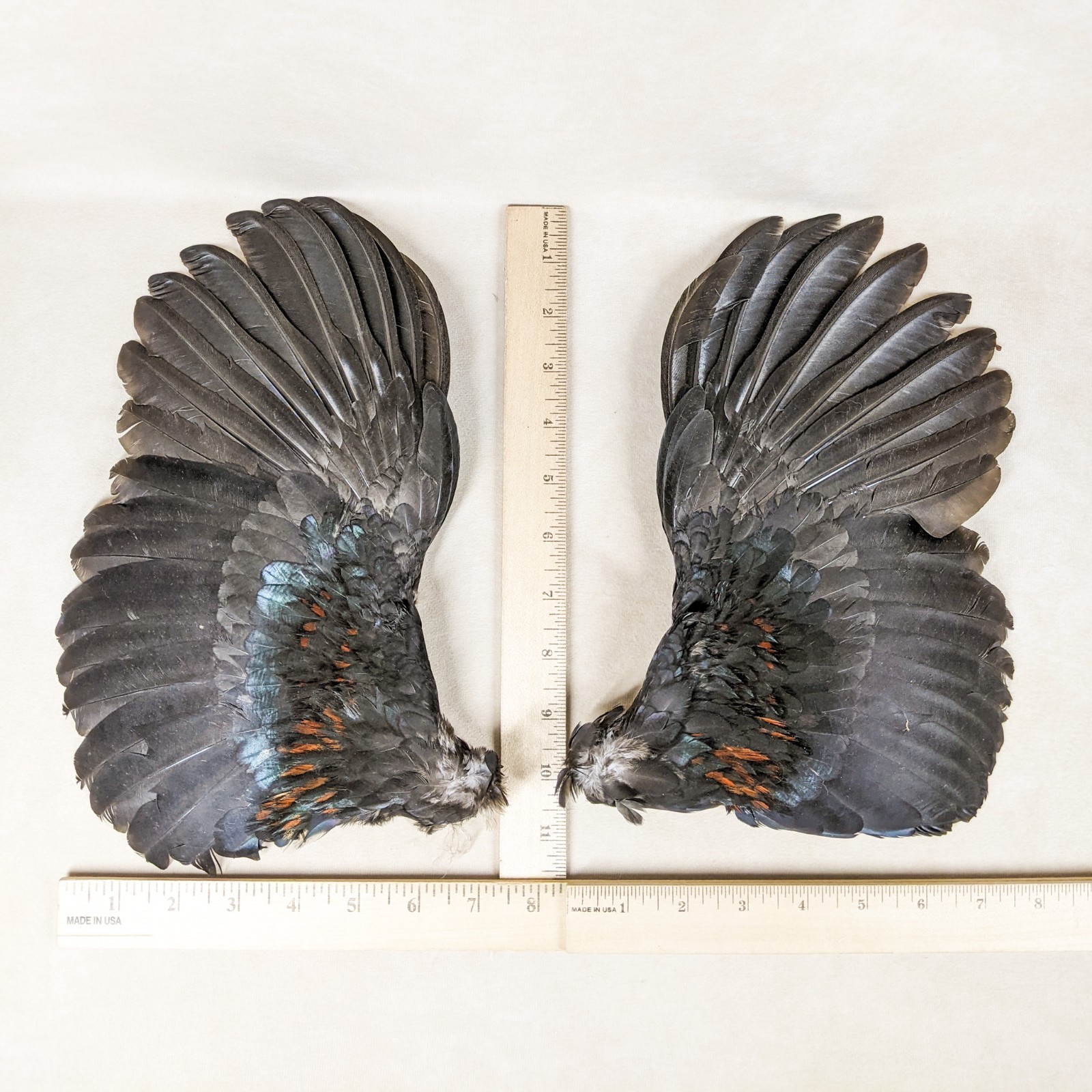 12" Chicken Rooster Wings Taxidermy Oddities curiosities Craft Bird Feather art