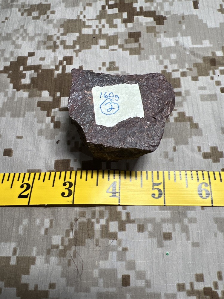 Fossil T-Rex Bone Fragment
