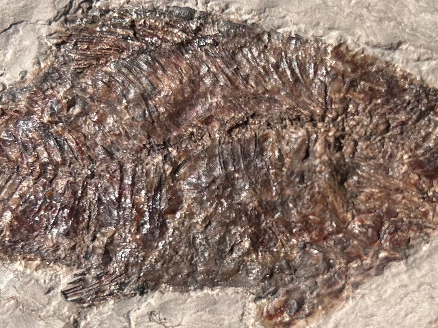 RARE Nebraska Fossil Fish Valentine Formation Skeleton Late Miocene Age