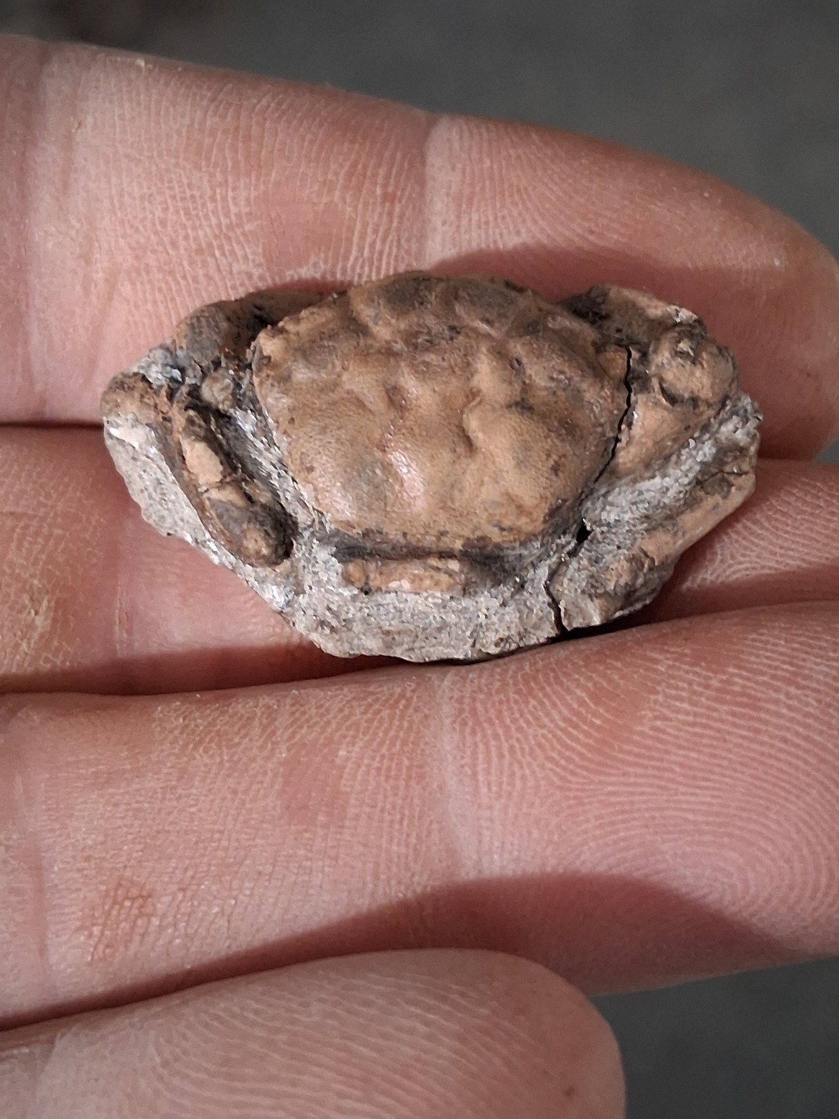 Pulalius Vulgaris Crab Fossil Specimen Washington State