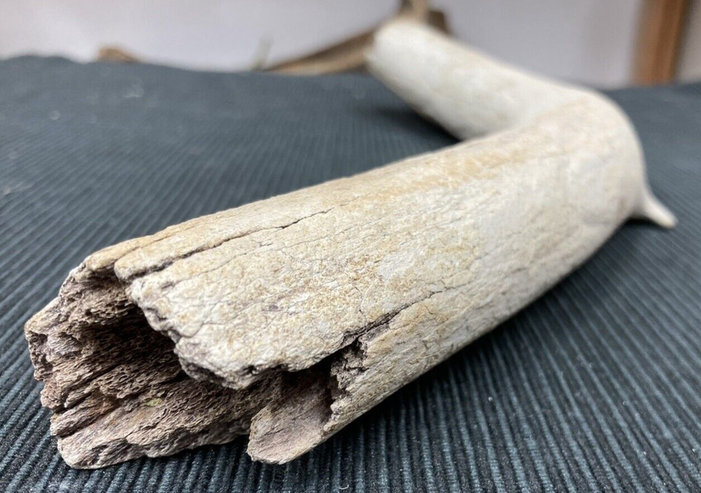 Large Fossil Specimen, Bone, 347mm