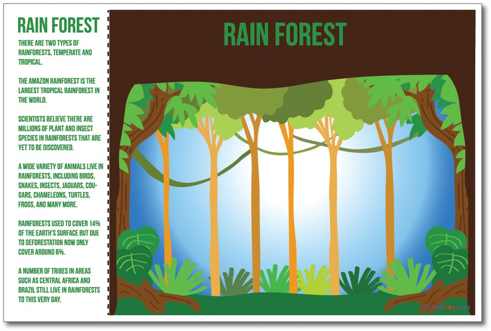 Rainforest - NEW World Habitat Ecosystems Poster (ms271)