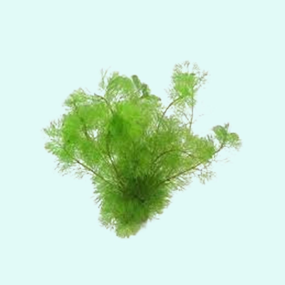 Green Cabomba