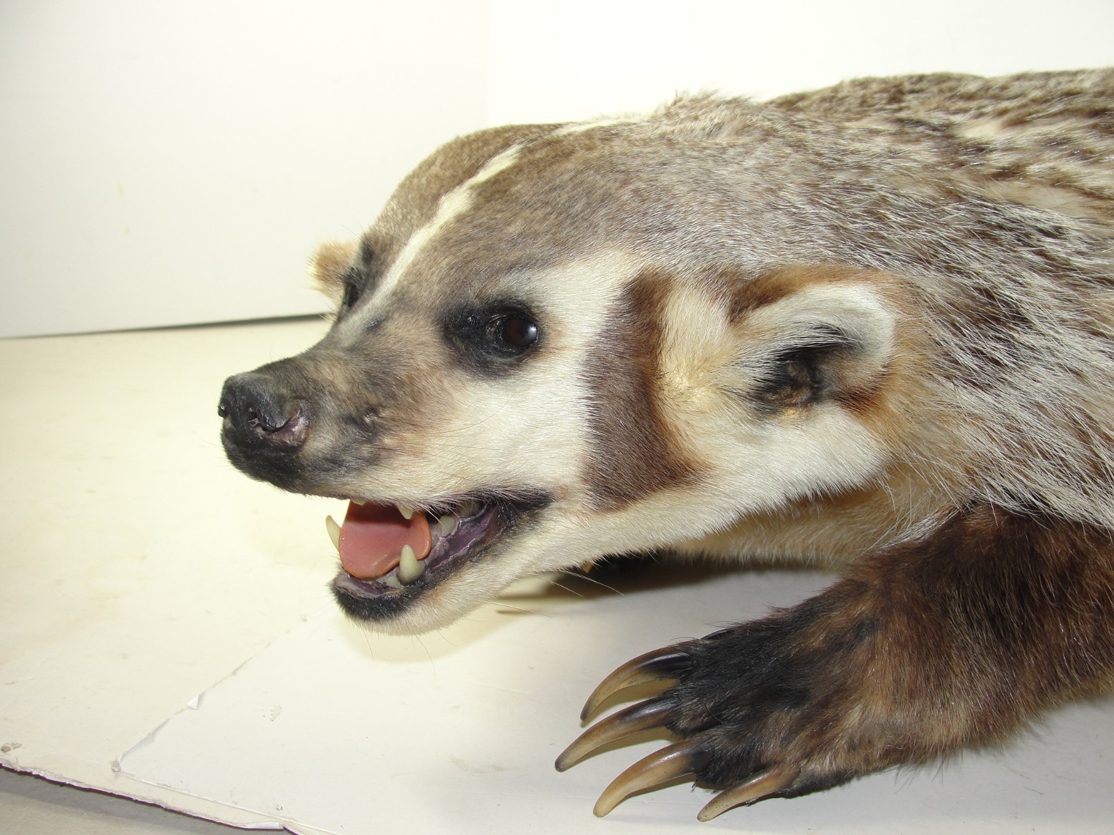 BADGER TAXIDERMY FULL BODY MOUNT BEAUTIFUL IN EXCELLENT CONDITION