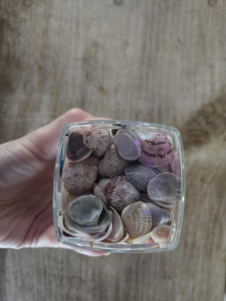 Seashells In A Square Glass Container 5" X 2.25"