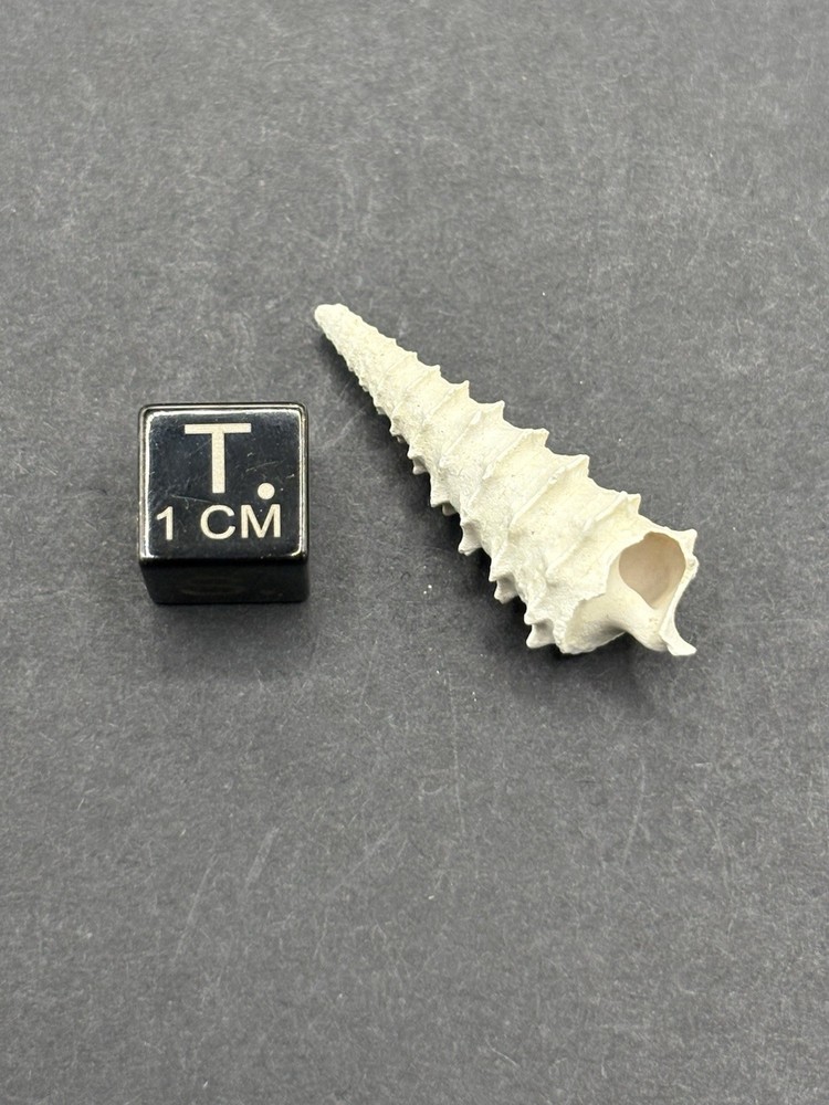 (18) Upper Eocene (Bartonian) Shells from La Chapelle-en-Serval, France