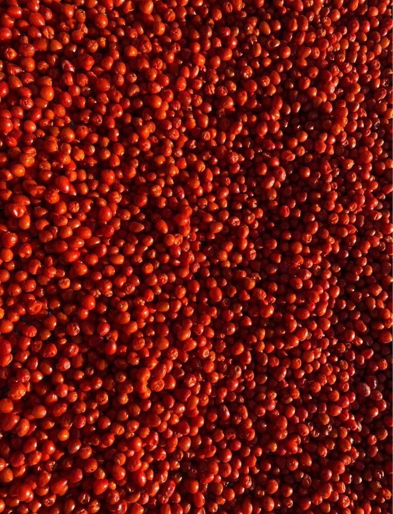 CHILTE FARM Chile Chiltepin Libra