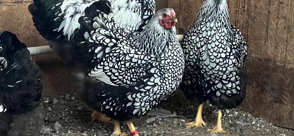 Assorted Large Fowl Hatching Eggs—Exhibition Line
