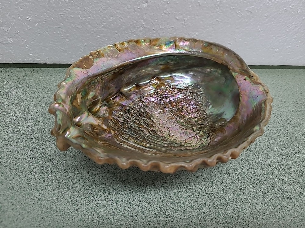 Large Antique Sea Shell