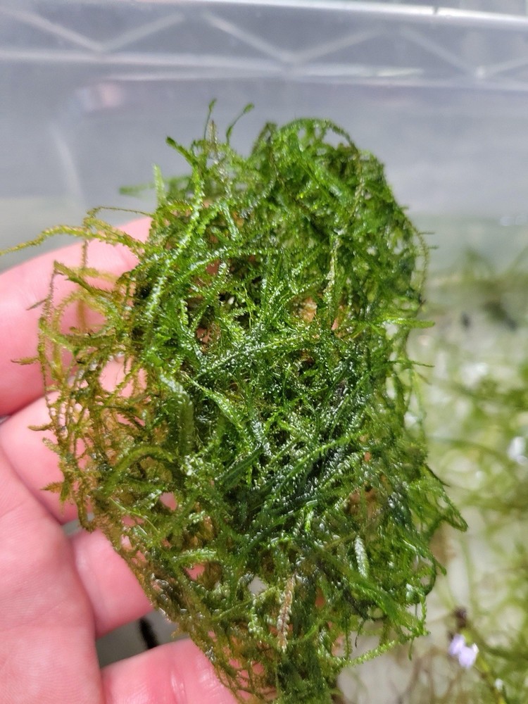 Java Moss Live Freshwater Tropical Aquarium Plant Beginner Aquatic Moss 8oz cup