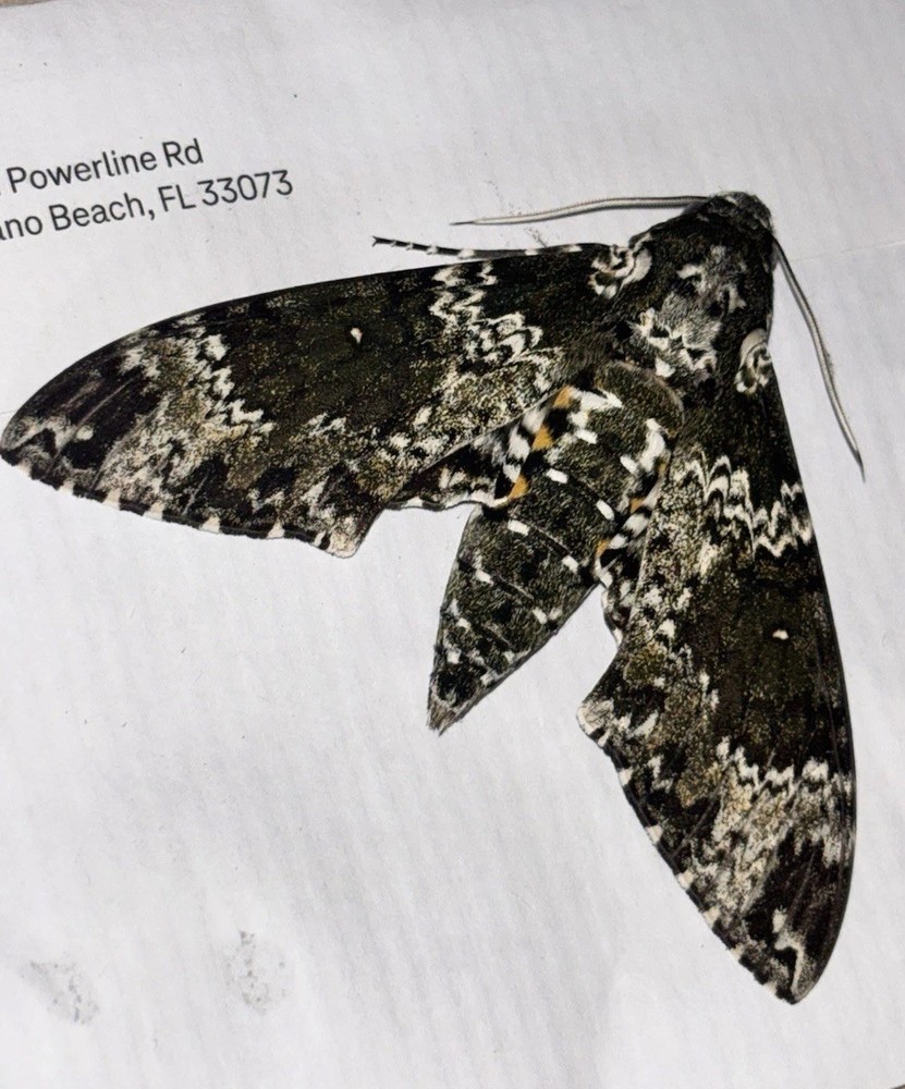 👒 RUSTIC SPHINX MOTH - Beautiful~Largest Sphinx~Specimen~UNMOUNTED~ Entomology
