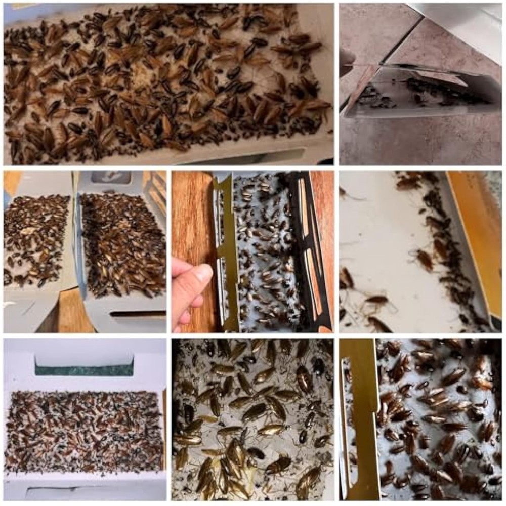 20 Pack Roach Traps, Cockroach Traps Indoor Home, Glue Roach Traps, Child &