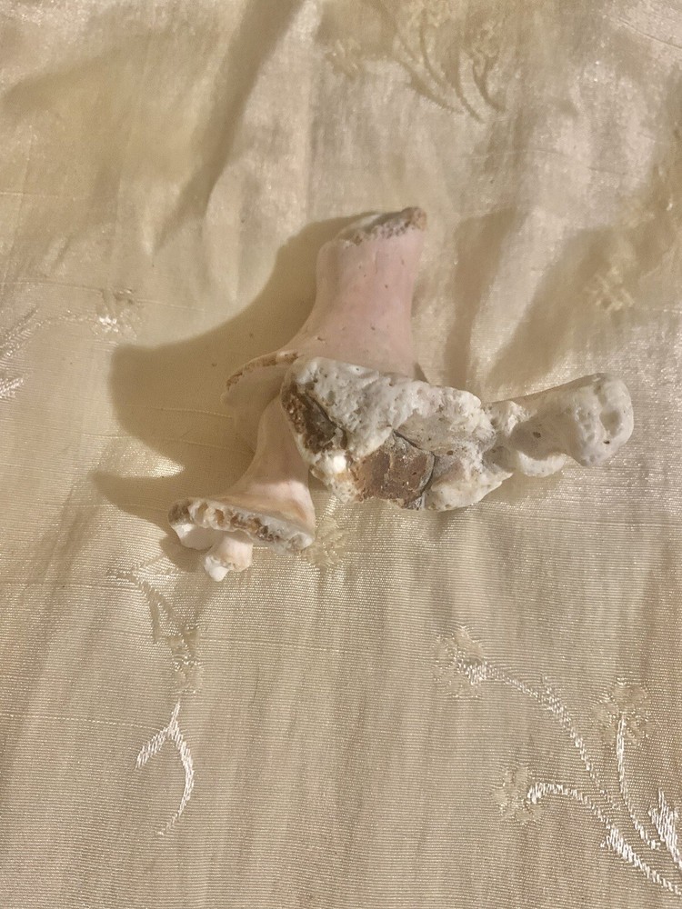 Conch Shell Interior Fossil