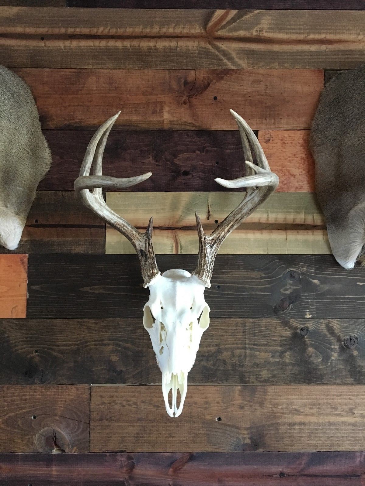 Amazeen Outdoors Flush Mount European Skull Hanger Deer Hook Metal Steel