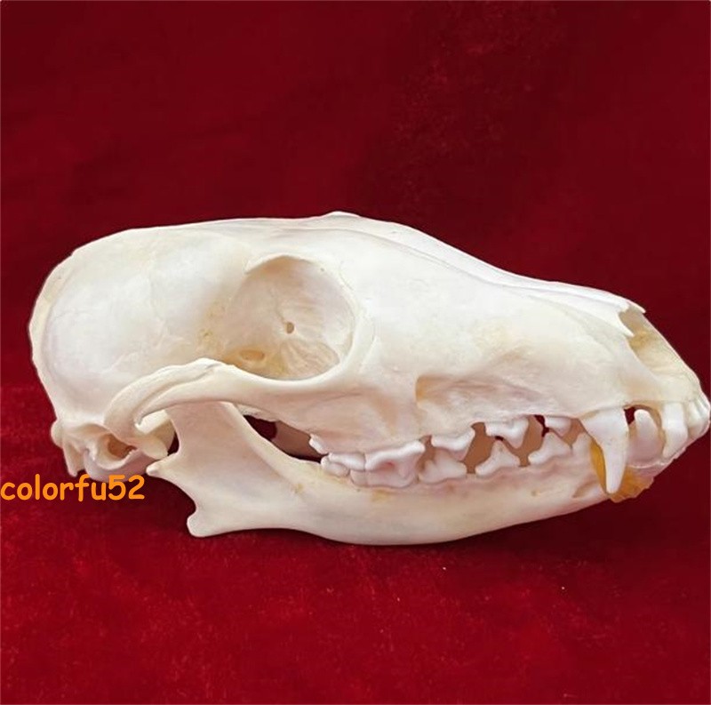 Real Fox Skull Taxidermy Bone Skeleton Halloween Fish Tank Decoration In Stock