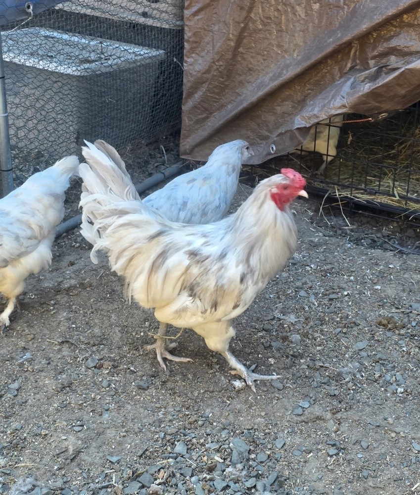 12+ *ULTRA RARE* Platinum/Dun Splash Olive Egger Hatching Eggs!!