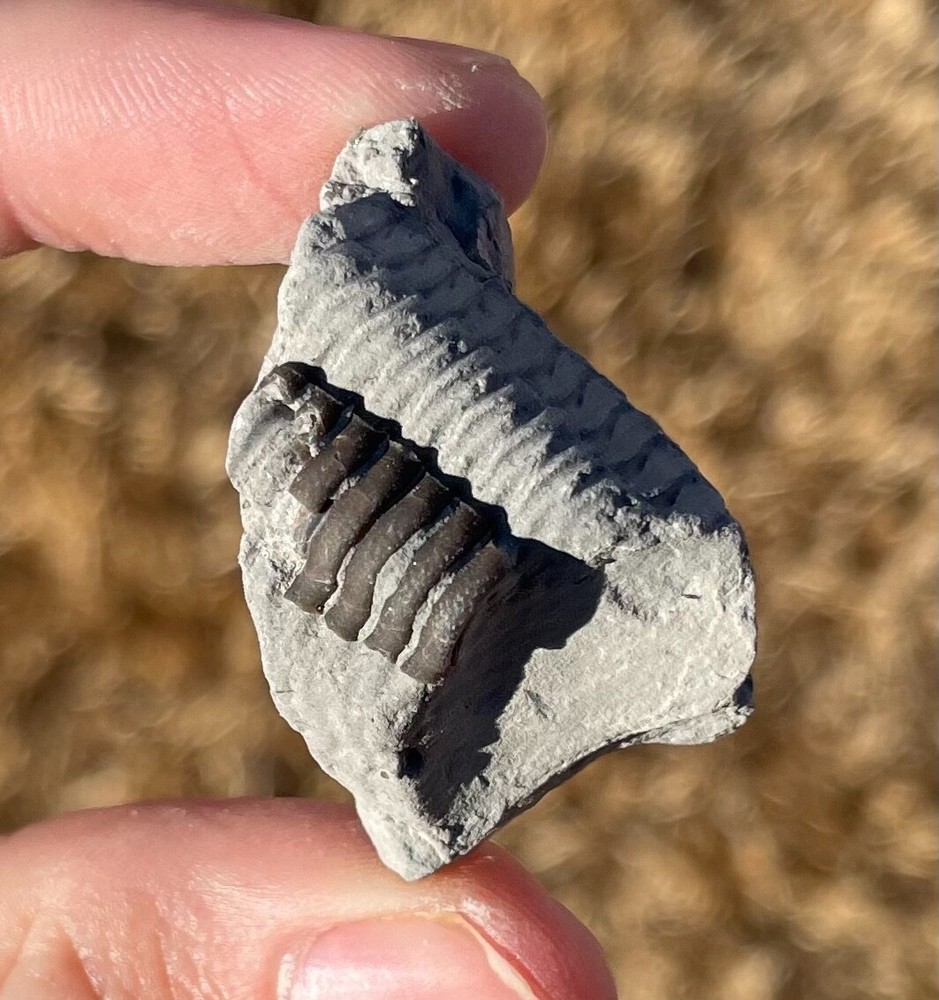 Ohio Fossil Trilobite Eldredgeops rana Devonian Age Bug