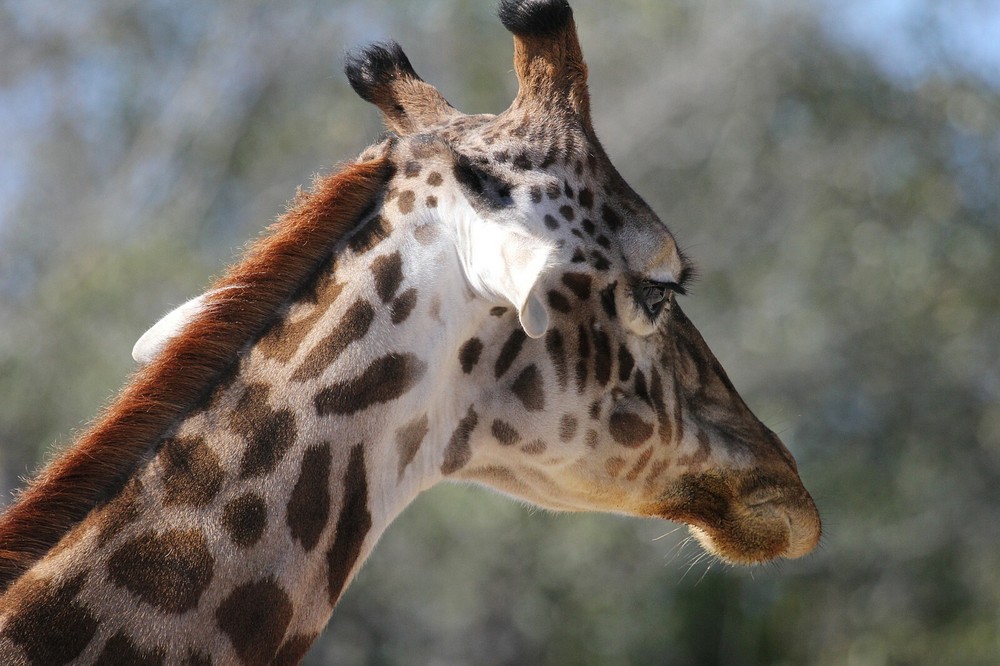 Giraffe Taxidermy Reference Photo Cd