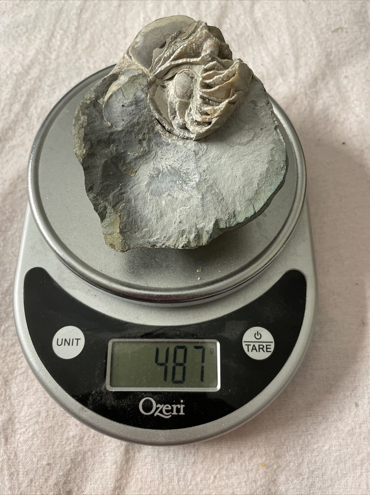 Real Fossil 485 Gr