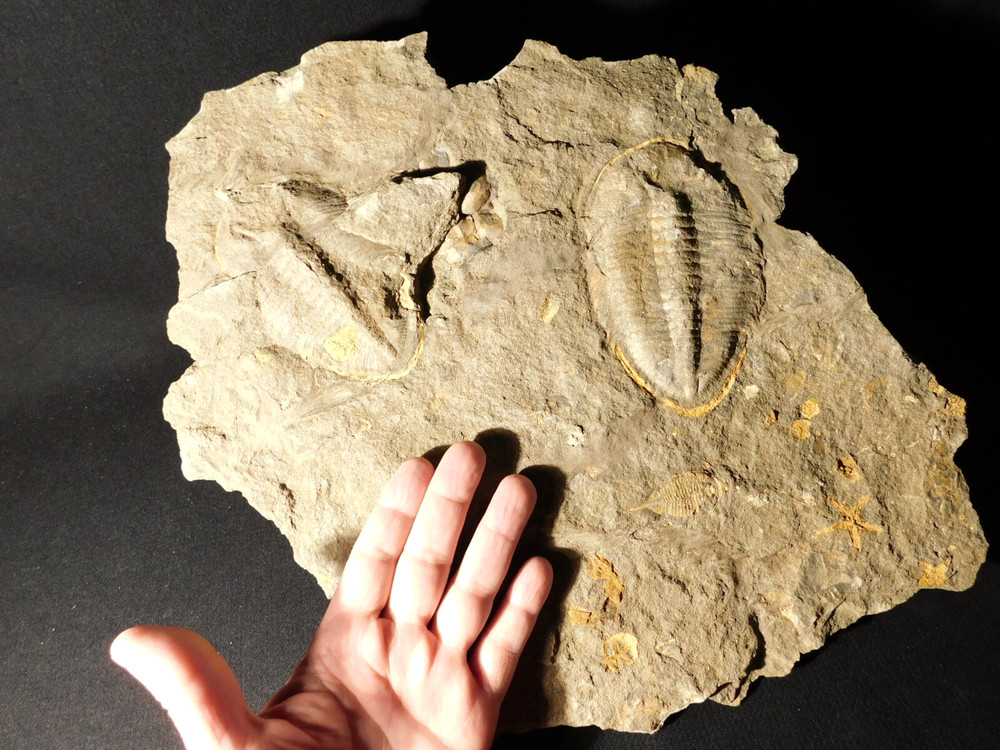 TWO BIG! Eudolatites Sp. Trilobite Fossils in HUGE SPLIT Matrix with STARFISH