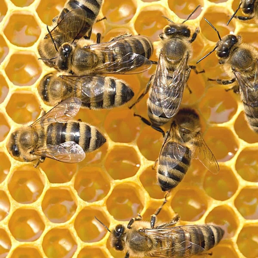 Beekeeping Beehive 10 Frame Deep Assembled Honey Bee Super or Brood Box
