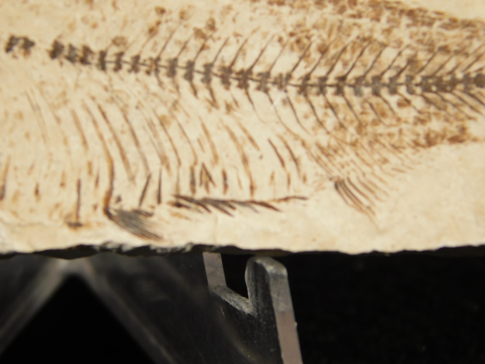 X-RAY BONES! Knightia FISH Fossil From Fossil Lake Wyoming 48.6gr