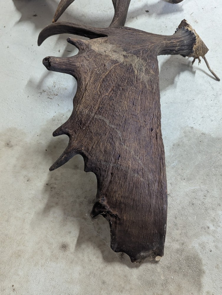 2 Moose Antlers From And Old Mount
