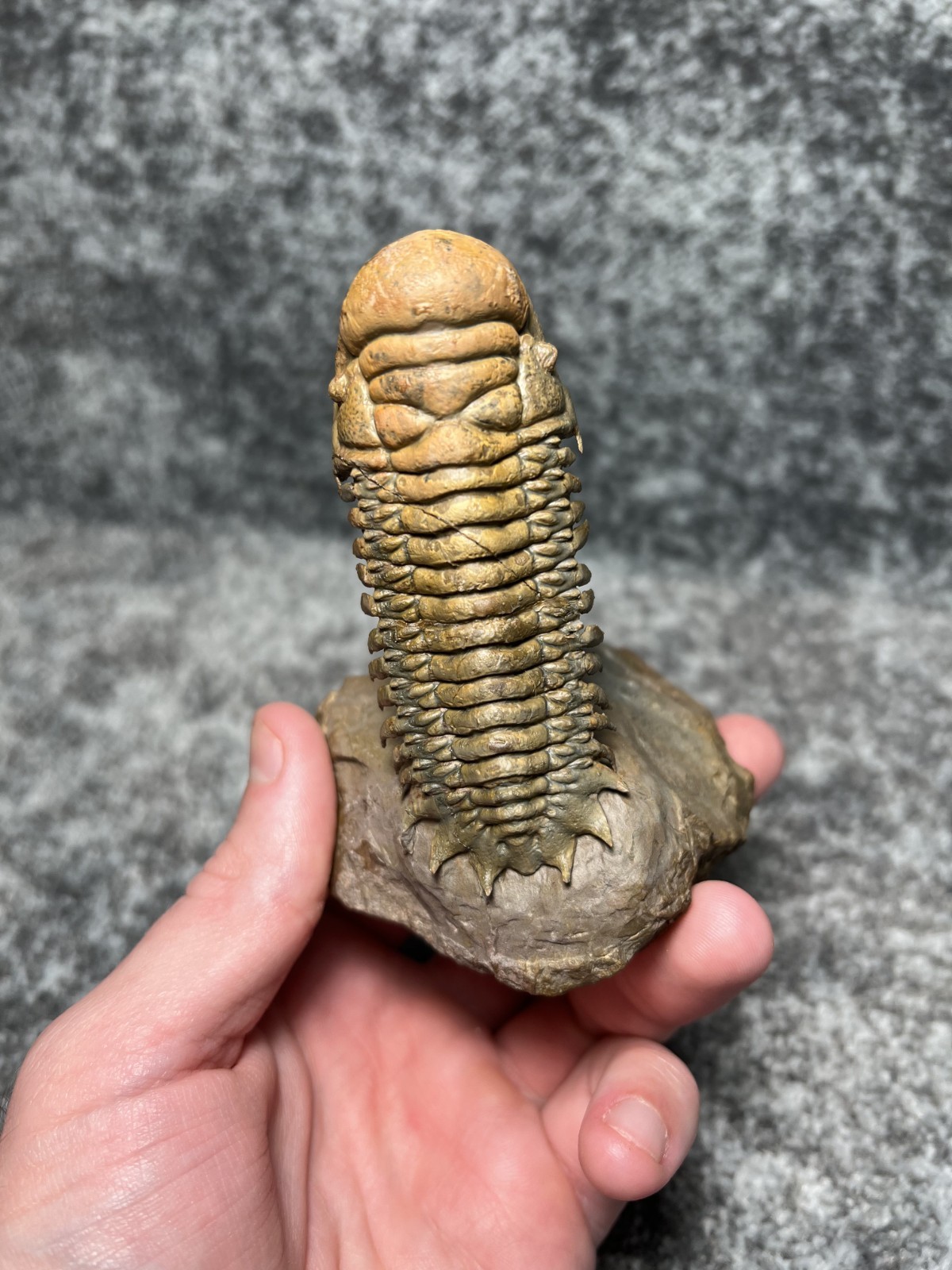 Trilobite Crotalocephalina (Crotalocephalus) Fossil - Ofaten, Morocco