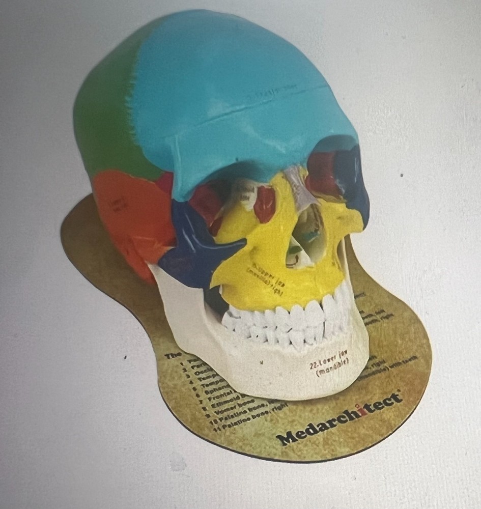 Medarchitect Colored Anatomy skull