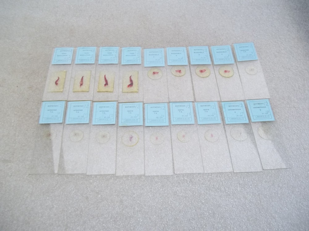 Vintage Glass Microscope Slides -