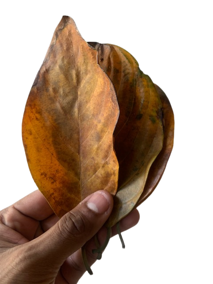 DRIED JACK FRUIT LEAVES NATURAL ORGANIC 200 PCS SHRIMP AQUARIUM