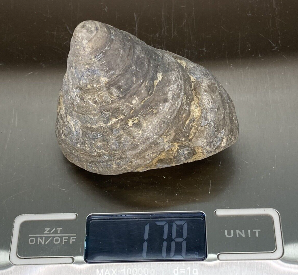 Fossil Specimen, Gastropod, 66mm
