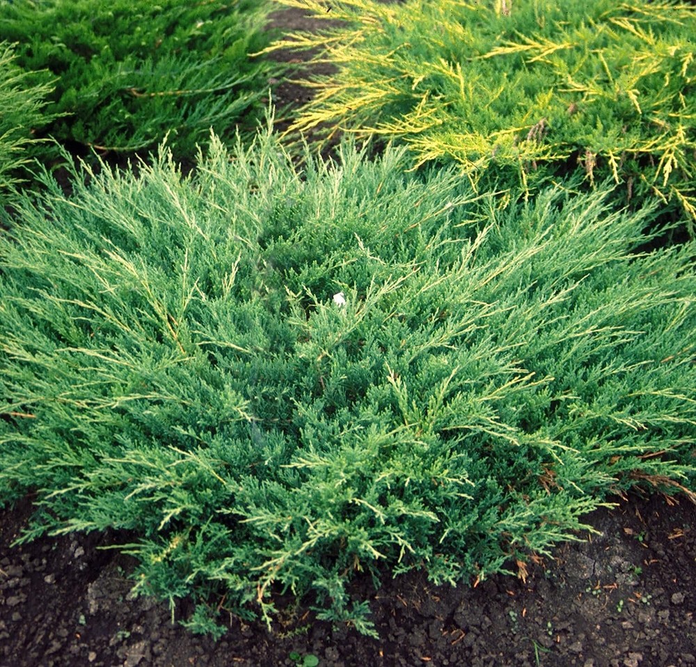 Juniper Andorra Compacta - Live Plants - Juniperus Horizontalis - Drought...