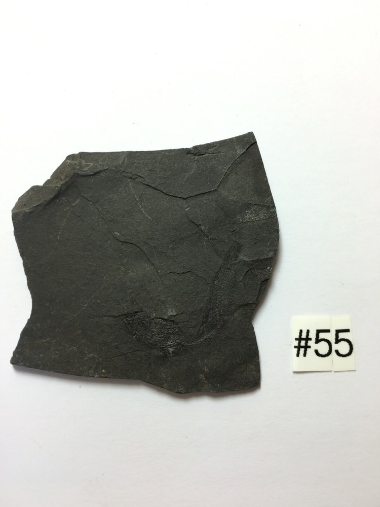 FOSSIL FISH CLUPEA