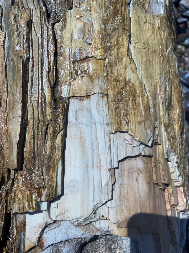 PETRIFIED LOG Large Piece.
