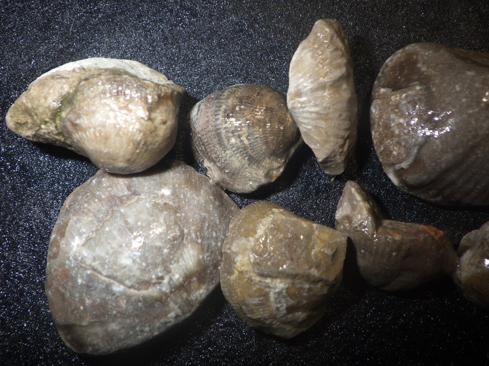 Brachiopods