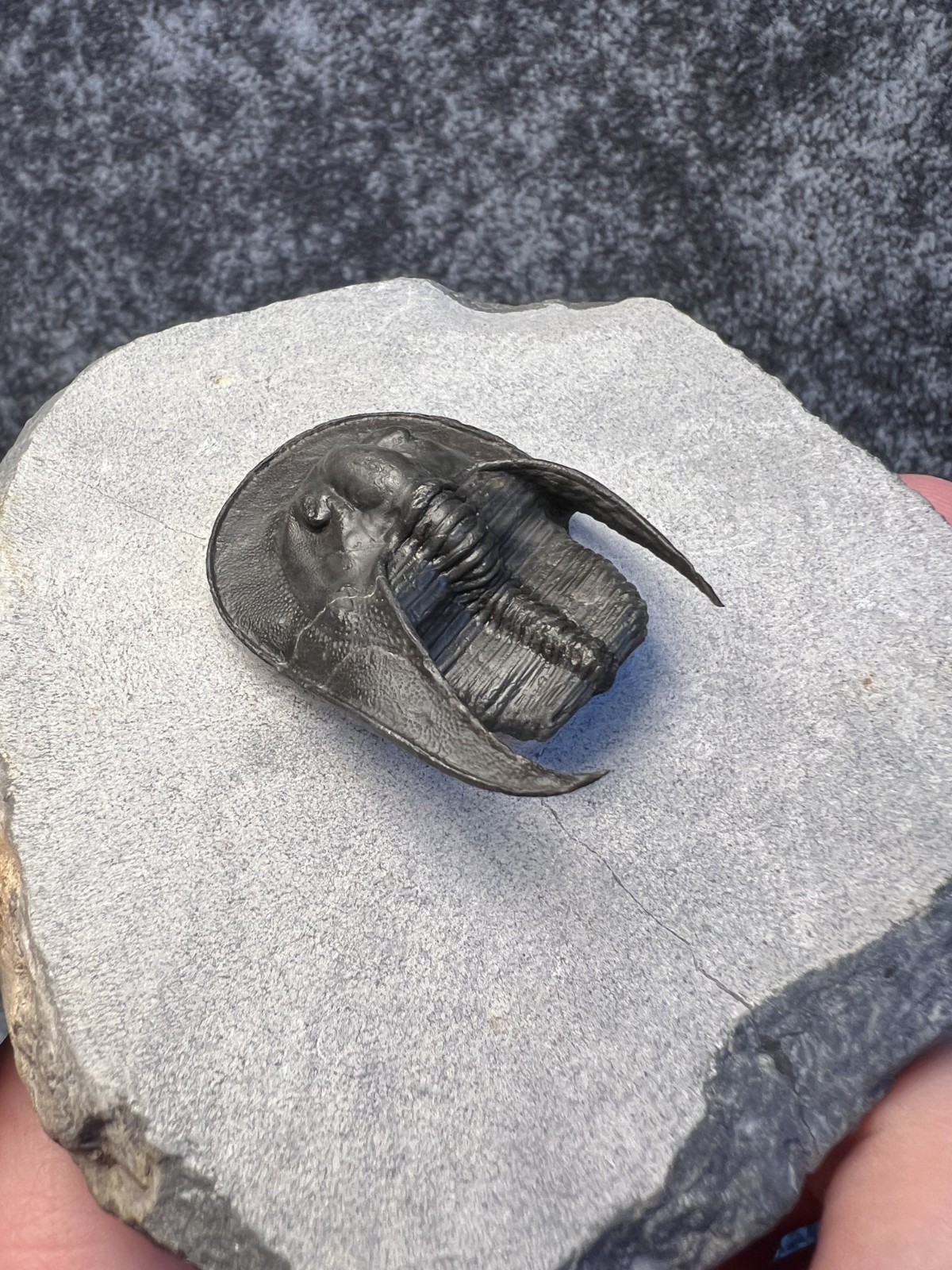 Harpes aff. perradiatus Trilobite Fossil – Attractive Specimen