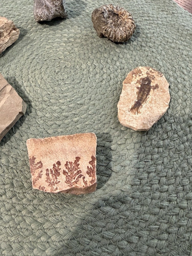 Assorted Fossil Specimens