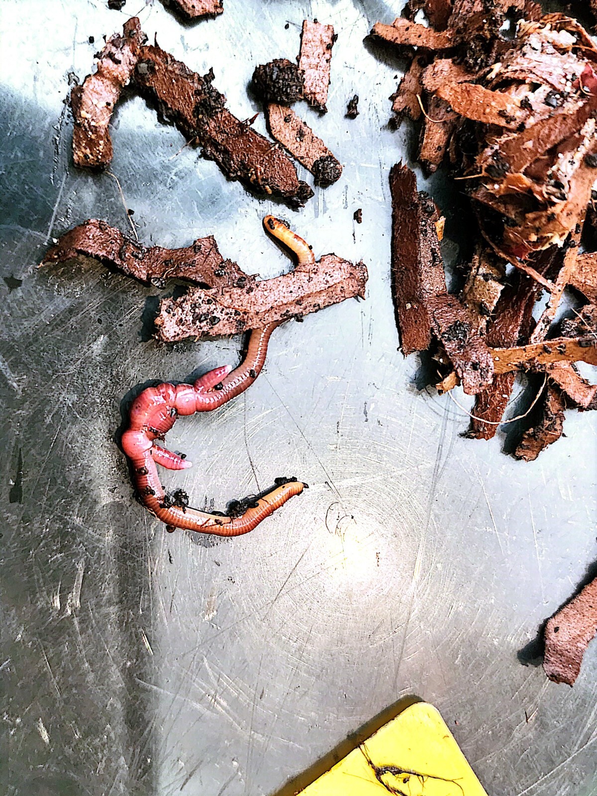 1 Lbs PURE RED WIGGLER Compost Worm /FREE SHPG/Weather Determines SHPG