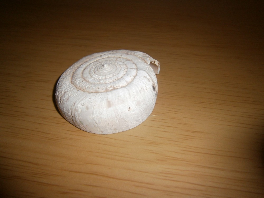 Vintage fossil or cast???? 5.7cm's (E15d)