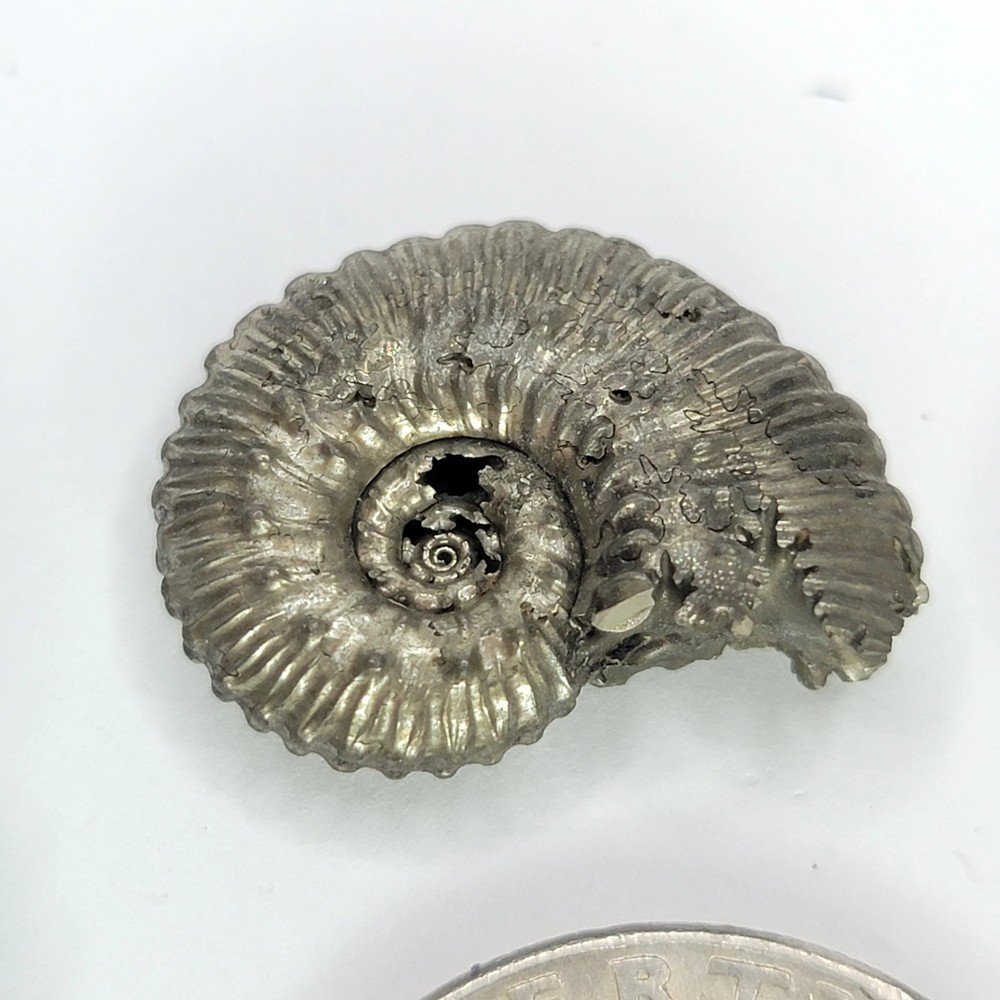 Pyritized Ammonite from Russia. Random. pic For Example