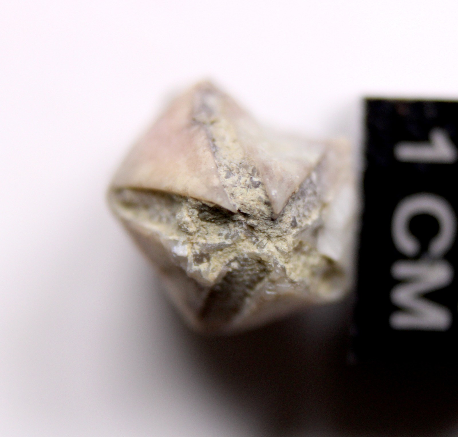 Troosticrinus reinwardti Blastoid Fossil Silurian Tennessee Brownsport Formation