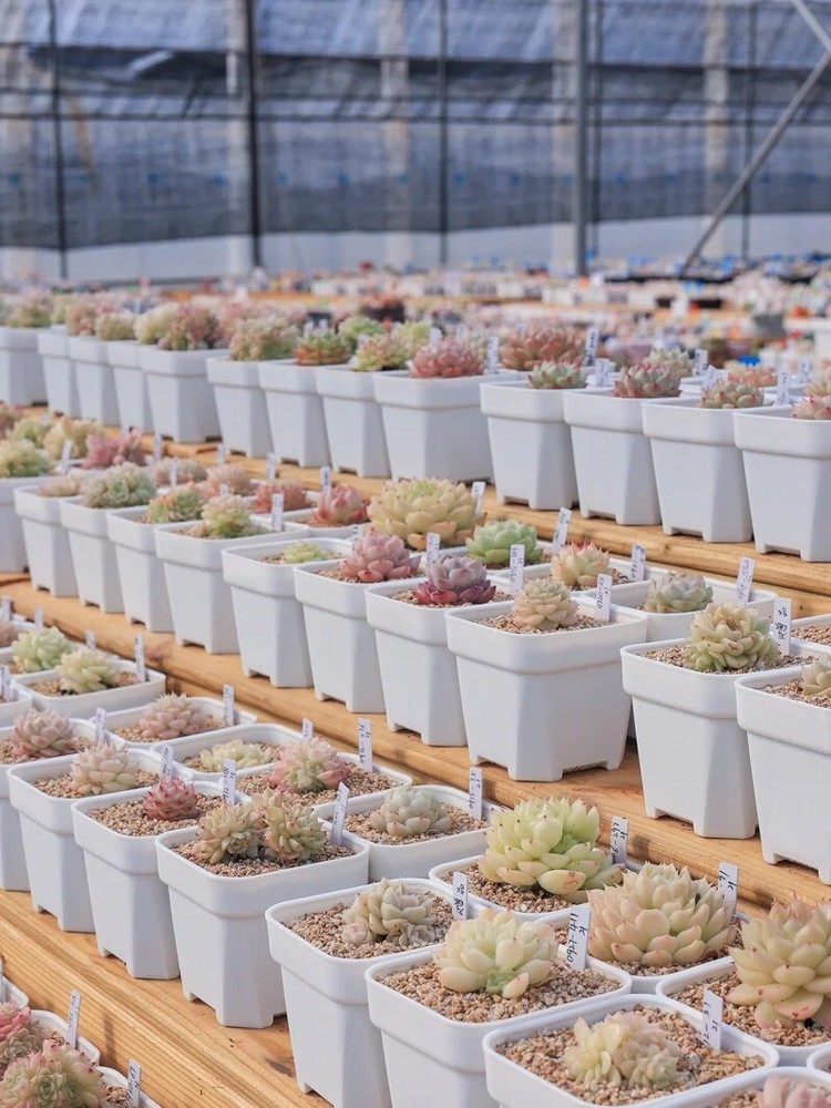 2" 3" 4" White Square Plastic Nursery Pots