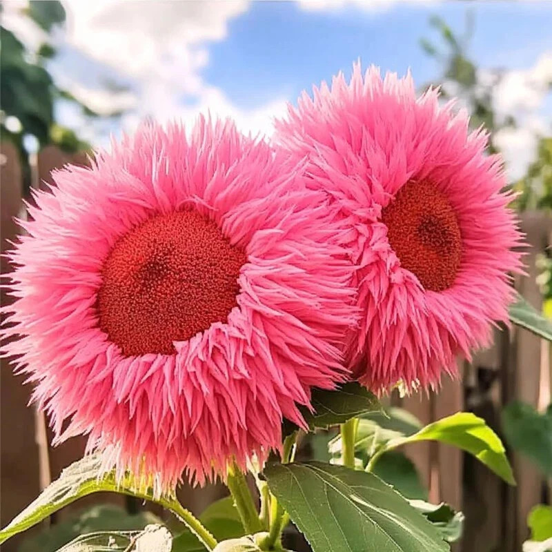 50pcs Pink Giant Teddy Bear Sunflower Seeds – Fluffy Double Blooms