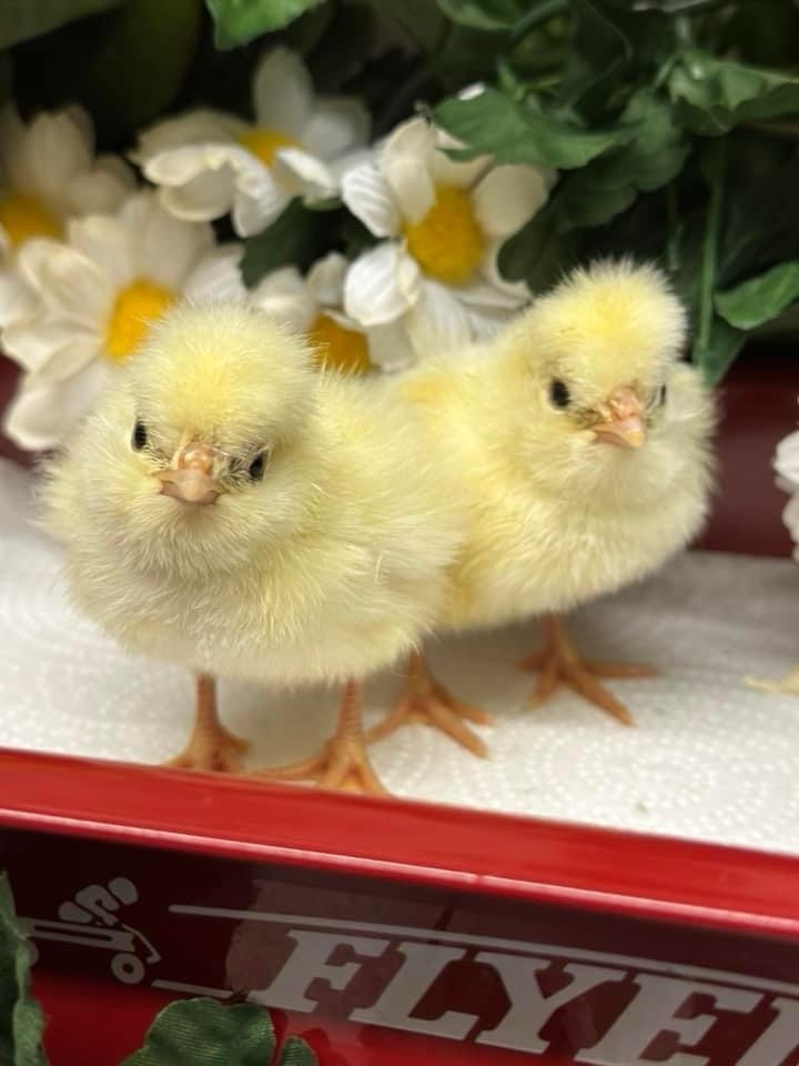 12 Polish Chicken Hatching Eggs (NPIP Certified)